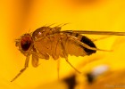 Fruchtfliegen drosophila melanogaster